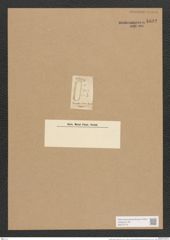 Surirella jenneri Hassall (de-Toni-Nr.: Genus 53, Species 2265) Zeichnungen Sammlung Grunow Nr. 4692 (NHMW-BOT-W0372772)
